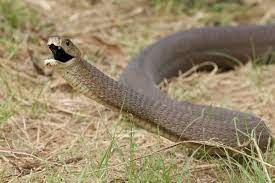 10 Most Venomous Snakes In The World 10 Most Today Snake Venom Snake Pit Viper