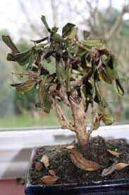 Have I Over Watered My Bonsai Tree Bonsaiforrest