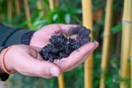 Image result for Lasiodiscus pervillei