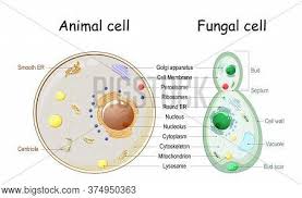 A lysosome fuses with the phagosome and the particle is digested. Animal Cell Fungal Vector Photo Free Trial Bigstock