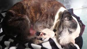 The median age was 9.5 years (mean 8.6 years; Perth Couple Fined Banned From Owning Pets After Dog S Tumour Left Untreated For Months Perthnow