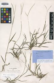 Image result for Digitaria seriata