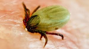 Spätestens, wenn die ersten blumen blühen und der frühling erwacht, sind auch sie wieder. Zecken Bleiben Selbst Im Herbst Noch Gefahrlich