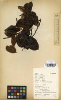 Image result for Bridelia brideliifolia