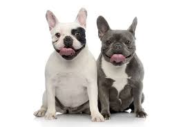 When a dog has two copies of the d allele (dd), a black dog will become blue. French Bulldog Colors Popular And Rarest Colors Frenchies Have American Bully Daily
