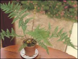 Image result for Pityrogramma argentea