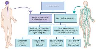 Blank Nervous System Chart Bedowntowndaytona Com