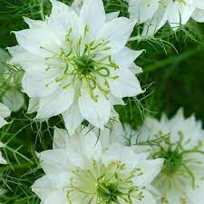 Nigella Love In A Mist White X 20 Fresh Seeds Flower Seeds Dried Flower Arrangements Ground Cover Seeds