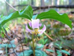 Right now, this one is starting to bloom. Wildflowers Of Alabama Native Plants Wild Flowers Plants