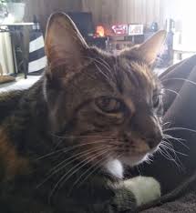 a serious cat scan serious cat cats cat scan