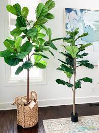 Wayfair's leaf floor foliage tree. The Best Faux Fiddle Leaf Fig Trees Tips Life On Virginia Street Fiddle Leaf Fig Tree Fiddle Leaf Fiddle Leaf Fig
