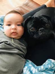 You don't know pug love until you have a pug ❤️❤️