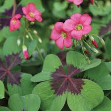 Image result for Oxalis tetraphylla