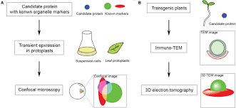 Organelle function checklist & more fillable forms, register and subscribe now! Frontiers Membrane Contact Sites And Organelles Interaction In Plant Autophagy Plant Science