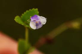 Image result for Craterostigma nummulariifolium
