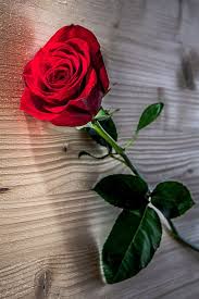 Pin By Nazrin On Flowers And Gardens Beautiful Rose Flowers Beautiful Roses Red Roses Wallpaper