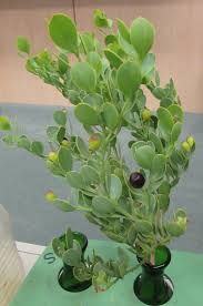 Image result for Osyris compressa