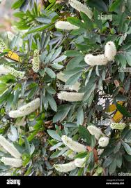 Image result for Coptosperma supra-axillare