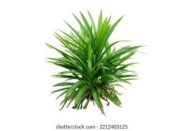 Image result for Pandanus odoratissimus
