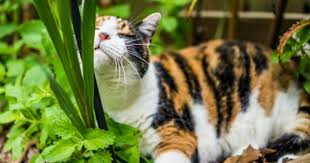 Kedi Nanesi Nasil Yetistirilir Kedi Otu Guvenli Midir Yemek Com