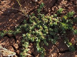 Image result for Bergia