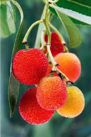 Fruits Originaux Achat Vente D Arbres Fruitiers Originaux En Ligne Arbre Fruitier Arbres Pour Petit Jardin Jardinerie