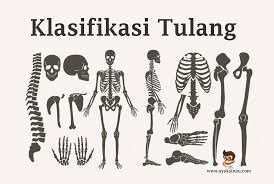 We did not find results for: Pengertian Tulang Klasifikasi Jenis Fungsi Dan Jumlah
