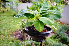 Banana trees are tropical plants that like humid and hot climates. How Do You Prepare A Banana Tree For Winter Garden Tabs