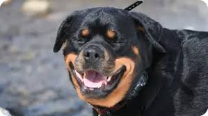 Rottweiler puppies available for sale in minnesota from top breeders and individuals. Top 6 Best Rottweiler Breeders In Massachusetts Ma State 2021 Wowpooch