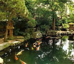 Lively And Huge Koi In A Pond Backyard Water Feature Ponds Backyard Koi Fish Pond