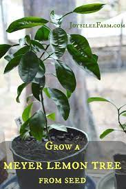 Apple, peach and lemon mandarin increase phases. Grow A Meyer Lemon Tree From Seed Joybilee Farm Diy Herbs Gardening