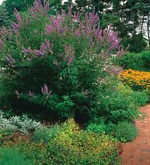 Up to 5′ tall and wide. 10 Shrubs For Summer Color Finegardening