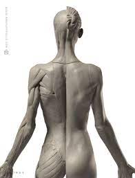 Through a simple and intuitive interface it is possible to observe every anatomical structure from any angle. Back Anatomy Female Anatomy Drawing Diagram