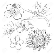 Drawing Bird Of Paradise Flower Outline The Best Tropical Flowers Drawing And View In 2020 Flower Sketches Flower Drawing Images Flower Drawing
