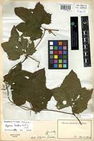 Image result for Lagenaria breviflora