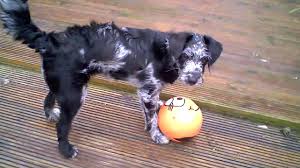 Douglas county, castle rock, co id: More Lola The Bordoodle Puppy Border Collie X Mini Poodle Youtube