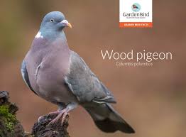 Check spelling or type a new query. All About The Wood Pigeon Gardenbird