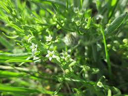 Image result for Thesium asterias