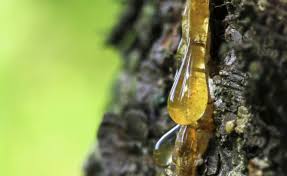 O parte rasina de brad, cu 2 parti ulei vegetal si se mai poate adauga 1\2 sau chiar mai multa ceara de albine. Ce Afectiuni Poti Trata Cu Rasina De Brad