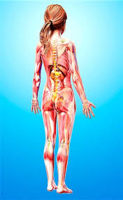 Find images of human body. Female Anatomy Of The Body Anatomy Drawing Diagram