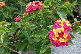 We did not find results for: Gratis Lantana Foto Piqsels