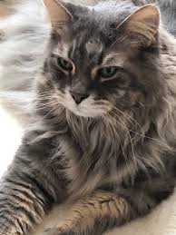 Pin By Cat Lovers Only Com On Cats Tabby Cat Tabby Cat Pictures Pretty Cats