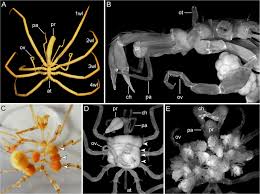 Image result for Pycnosphaera