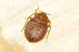 There are a number of usa bed bugs pest control products with high ratings, but this particular spray will work indoors, outdoors, and in your garden, making it an incredible value. Pesticide Vs Heat Which Is Better To Get Rid Of Phoenix Bed Bugs