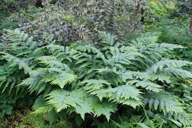Image result for Vittaria guineensis