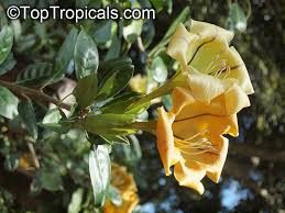 Image result for Solandra maxima