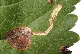 Image result for Stigmella prunetorum