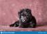 Black Black German Shepherd Puppy