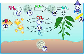 Therefore, the speed at which ammonia leaves. Ammonia Poisoning Wikipedia