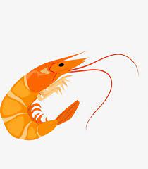 Shrimp Vector Material Seafood Art Shrimp Vector